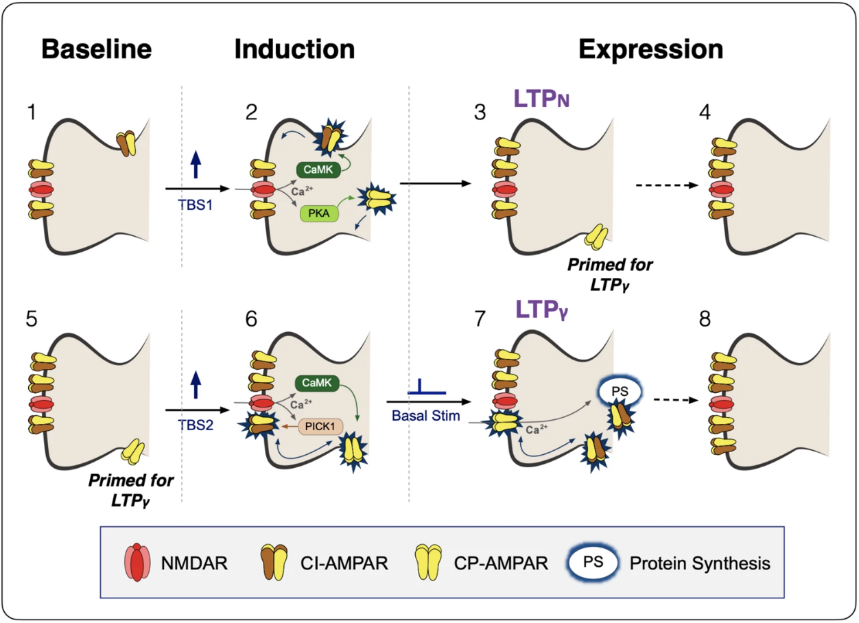 A schematic diagram showing how CP-AMPARs (yellow symbols) can be transiently inserted into the synapse.